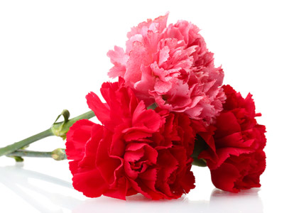 Carnations ~ A Mother's Pure Love