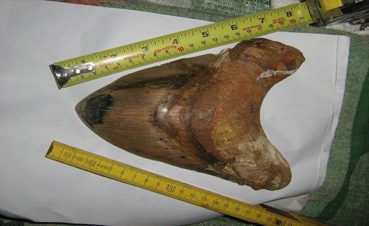 Megalodon Tooth 