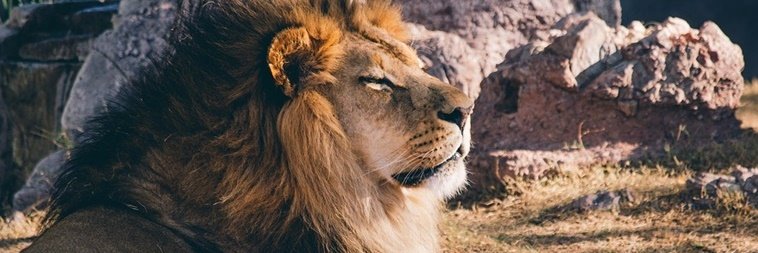 Signo de leão: as principais e mais marcantes características dos leoninos