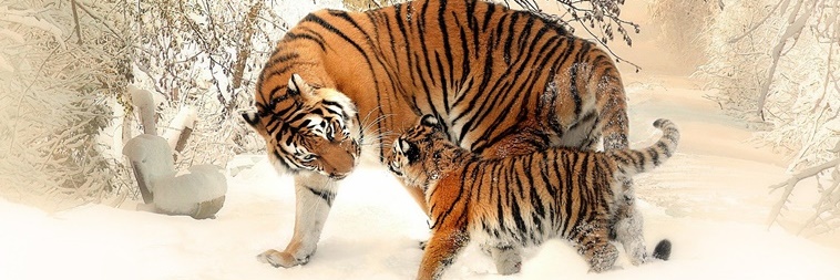 ano do tigre