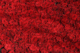 tapis de roses rouges