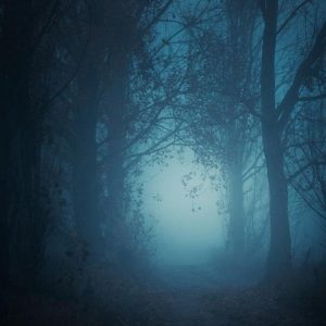 foto de un bosque nocturno con mucha niebla y oscuridad