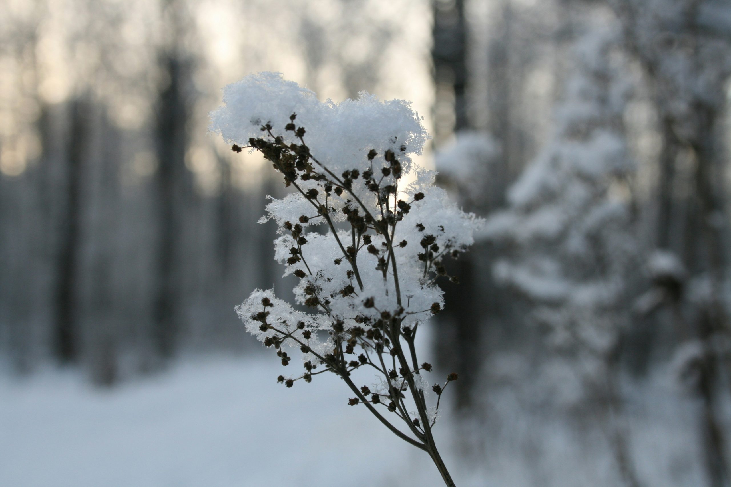 Piante con la neve d'inverno